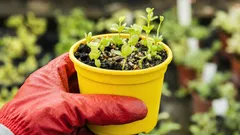 Co vysévat v únoru na sazenice: 5 plodin pro ranou sklizeň a kvetení