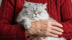 5 ideálních plemen koček pro seniory: jsou nejklidnější a nejpřátelštější